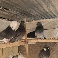 کفتر کبوتر نرو ماده پرشی|پرنده|باقرشهر, |دیوار