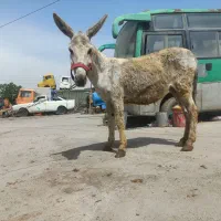 الاغ خر گله ای جوان