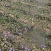 فروش باغ در چنار