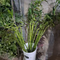 گل آپارتمانی  گیاه بامبو  آبی|گل و گیاه طبیعی|شیراز, نصرآباد|دیوار