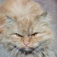 گربه خانگی پرشین