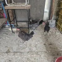 مرغ تخم کن و خروس