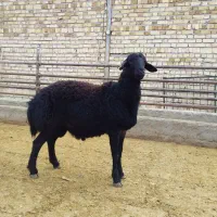 بره قوچ قره قزل