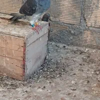 کبوتر مسافتی