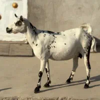 شکم پر و حامله