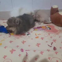 پامرانین خرسی|سگ|کاشان, شهدا|دیوار