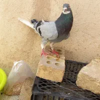 دوتا کفتر|پرنده|مشهد, هفت تیر (حافظ)|دیوار