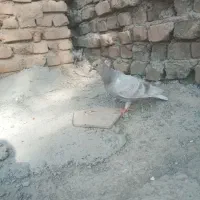 جوجه گوک معامله ای|پرنده|ایرانشهر, |دیوار