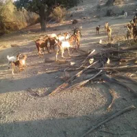 فروش بز به صورت یکجا و تکی