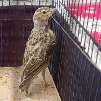 سهره خاکی