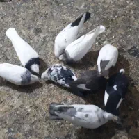 به دلیل جابجای