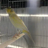 قناری|پرنده|قشم, |دیوار