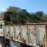 سرو ناز شیراز، کاج کله قندی و توپی مشهد.کاج تهران|خدمات باغبانی و درختکاری|شیراز, دکتر حسابی|دیوار