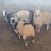 میش بره دار