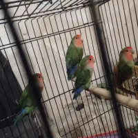 عروس هلندی مرغ عشق کوتوله قفس لانه و لوازم پرنده|پرنده|مشهد, شهرک شهید باهنر|دیوار