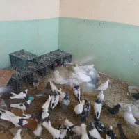 کبوتر|پرنده|خانمیرزا, |دیوار