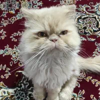 گربه