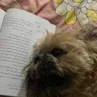 سگ شیتزو فلت جهت کشش