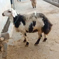 بره نر سه شیره جوان درجه یک نژاد پلنگی