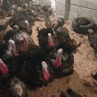 بوقلمون برنز