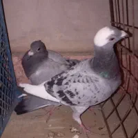 9تا فروشی پرشی|پرنده|جغتای, |دیوار