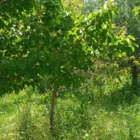 باغ ۵۰۰متری