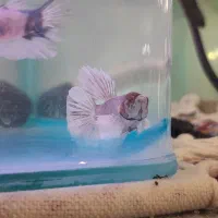 فایتر گلدفیش فلاور