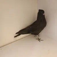 کفتر زاغ دم سفید