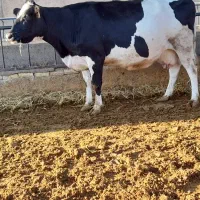 گاو شیری صنعتی آبستن سنگین|حیوانات مزرعه|دامغان, |دیوار