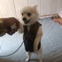 سگ پاکوتاه فروشی|سگ|نیک شهر, |دیوار