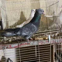 کفتر|پرنده|مشهد, شهید معقول|دیوار