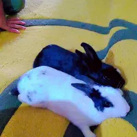 دو عدد خرگوش نر وماده