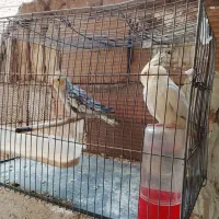 جوجه نر وماد شیش ماهه|پرنده|پاکدشت, خاتون آباد|دیوار