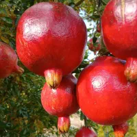 ارایه  نهال رقم خاص