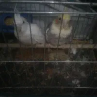 یک جفت عروس هلندی