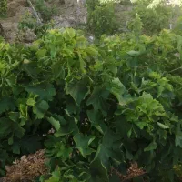 نهال انگور سردشتی اسکری قرمز