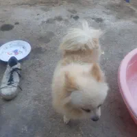 سگ پامرین باهوش