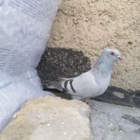 کفتر سبز شامی. وسیاه و  یال و پشت سیاه..|پرنده|شیراز, سعدیه شمالی|دیوار