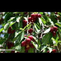 فروش انواع نهال میوه