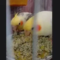 جفت مولد عروس هلندی کارداده سخنگو جون سالم|پرنده|تربت‌حیدریه, ترمینال|دیوار