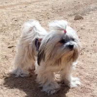 سگ شیتزو|سگ|کرج, حسن آباد|دیوار