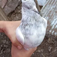 کفتر نر قوی|پرنده|آستانه اشرفیه, |دیوار