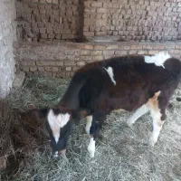 گوساله نرسالم وبخور