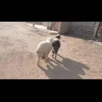 اهواز  حمیدیه