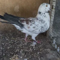 یک جفت نرماده دهن خورده عالی