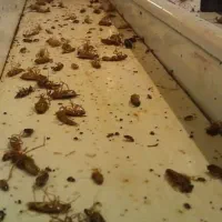 سمپاشی منزل