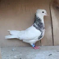 ماده طوقی