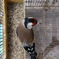 سهره پس کله سفید|پرنده|تهران, مینای شمالی (مخبر)|دیوار