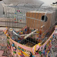 ۲ عدد عروس هلندی نژاد روس سخنگو