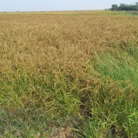 چلتوک بذری برای فروش